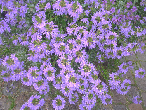 Weird looking pedals on blue flowers.